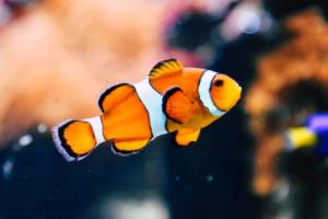 足球专球网波胆推介，精准预测，助力足球爱好者足球专球网波胆推介